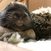 KOROの画像