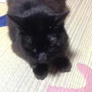 猫母さん❤︎プロフ必見!