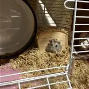 LiSAの画像