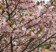 即購入OKです☆の画像