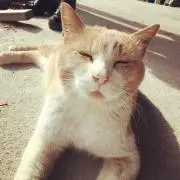 れもんの画像