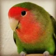 エトピリカ