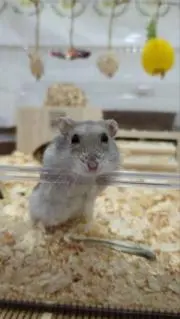 hamu☆の画像