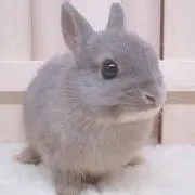 ころすけ