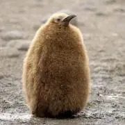 ちゃ☆