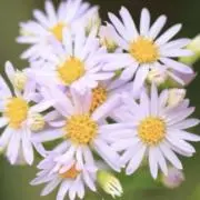 紫苑花の画像