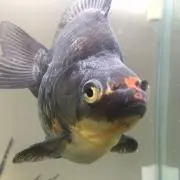 六平太の画像