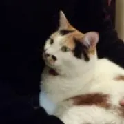 ちょびひげ