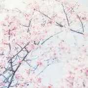 はなの画像