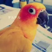 テルテル