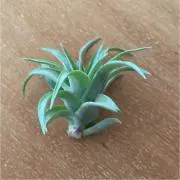 ハローおはようの画像