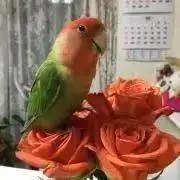tutti.pelle