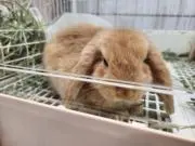 ミミの画像