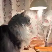 レモンの葉