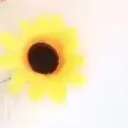 noa