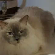しゅーくりーむの画像