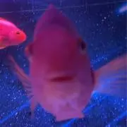 ぷく太の画像