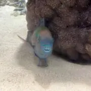 ミドリの画像