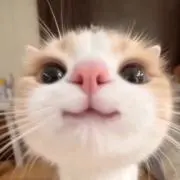 みぃの画像