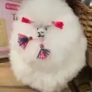 アキラの画像