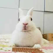 つーちゃんの画像