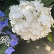 ぽぽの画像