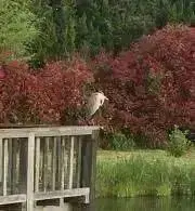 きいのおとの画像