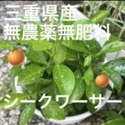 いとうの画像