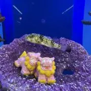 ゆずの画像