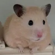 のん☆の画像