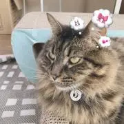 ナナ★プロフ確認くださいの画像