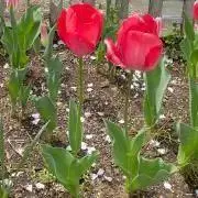 ベル
