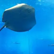 ちょこの画像