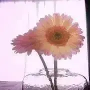 購入希望の方は購入前にコメントを⭐︎の画像