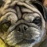 まりもっこりの画像