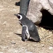 Ｒの画像