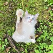 よっちゃんの画像