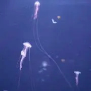 ルルの画像