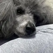 Riyuの画像