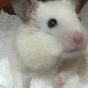 ゆきだま