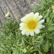 すーずの画像