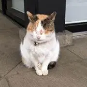 Tの画像