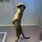 yama-teの画像