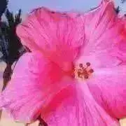 hazu11の画像