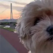 じょせふぃぬ