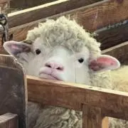 やあぎの画像