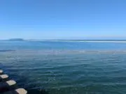 サブちゃんの画像