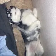 ぽこぽこ君