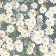 みっくす