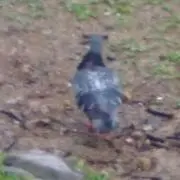 コーキ